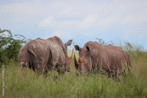 Two white rhino bulls, Kruger National Park, South Africa