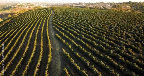 An aerian photo of agriculture
