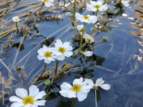 flowers in the water