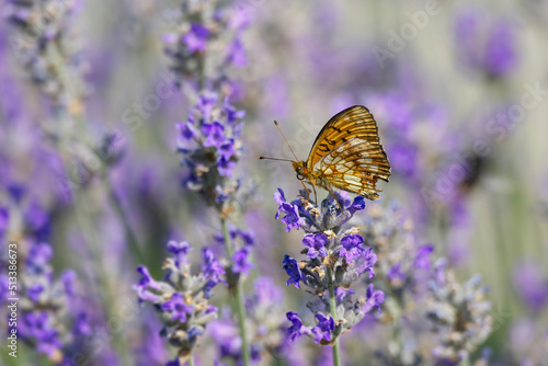 Marbled Fritillary butterfly (Brenthis daphne) perched on lavender plant in Zurich, Switzerland