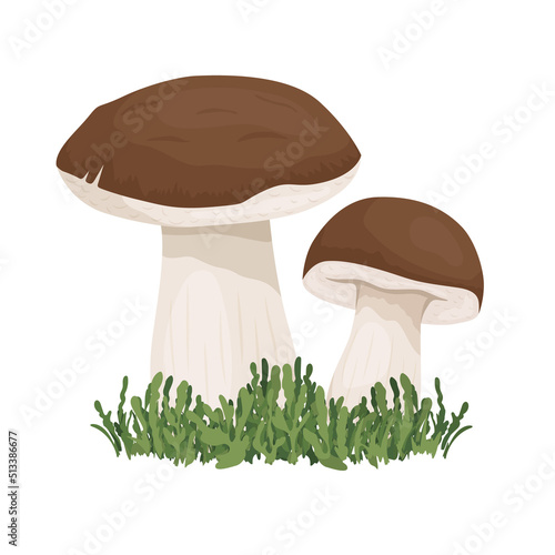 Vector Bolete Mushroom Isolated on White. Hand Drawn Cartoon Bolete, Porcini Mushrooms. Design Template, Clipart. Leccinum Scabrum, Penny Bun. Mushroom Couple