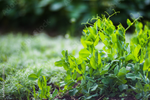 Green young sprouts of peas close up on a summer day in a rural garden. Agriculture plant growing in bed row. Green natural food crop