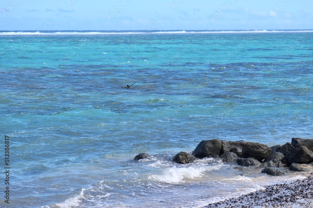 Obraz premium sea lions on the beach