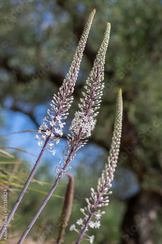 Cuadro en lienzo Drimia maritima bulbous tall flowering plant, sea squill maritime onion bright w