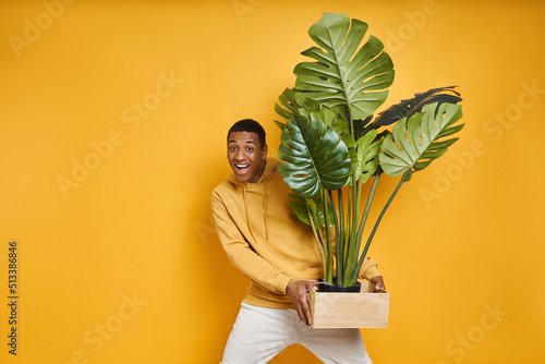 Happy African man carrying big houseplant while standing against yellow background