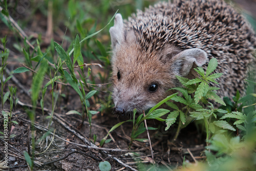 Young hedgehog in natural conditions in forest among grass.