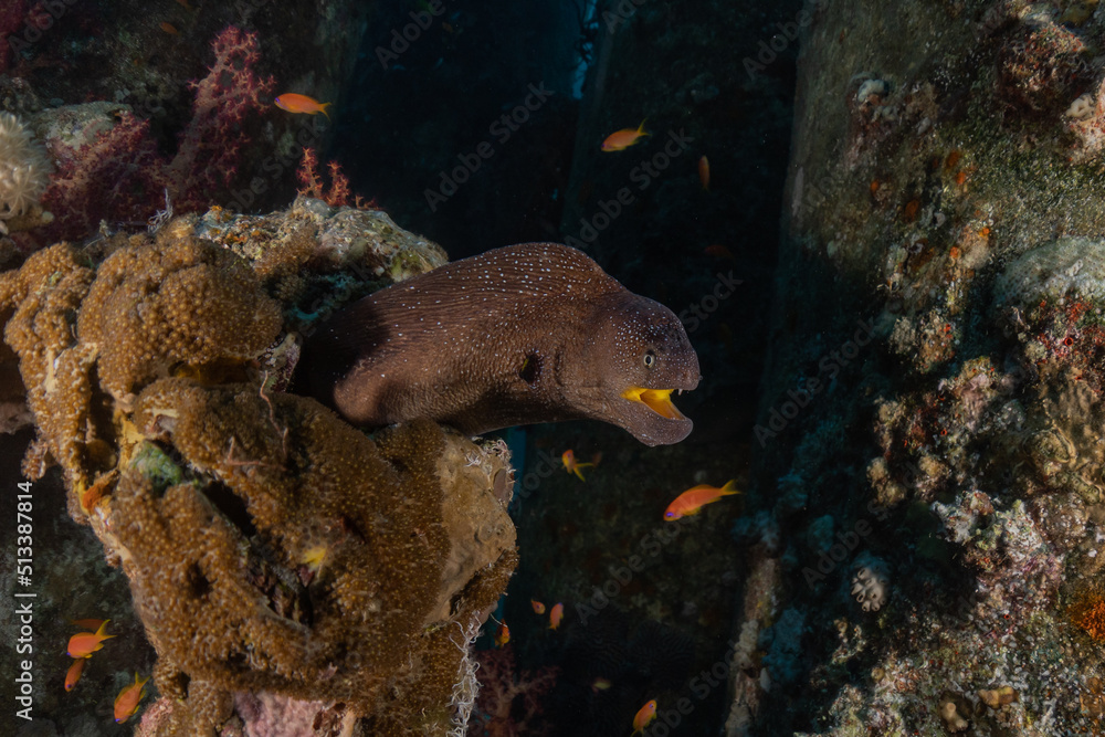Moray eel Mooray lycodontis undulatus in the Red Sea, Eilat Israel
Moray eel Mooray lycodontis undulatus in the Red Sea, Eilat Israel