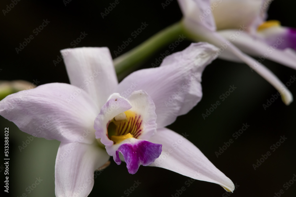 Obraz premium Purple and white orchid in bloom