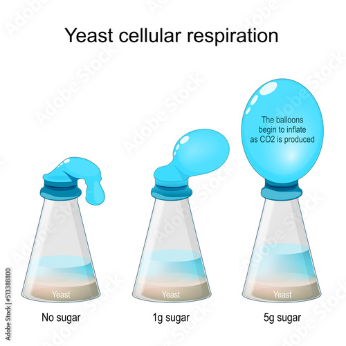 Yeast Cellular Respiration Lab. Bottle Balloon Experiment.