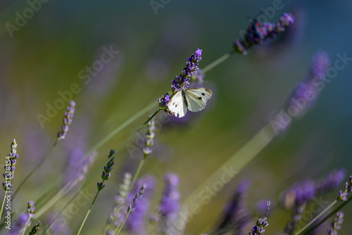 Wallpaper Mural LAVANDA IN FIORE PROVENZA FRANCIA VALENSOLE Torontodigital.ca