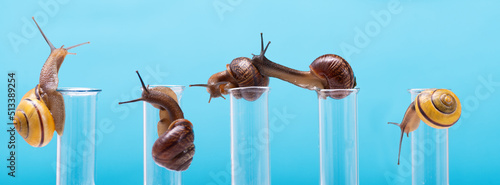 Many snails on chemical test tubes. Obtaining snail mucin in cosmetology. Snail mucin for skin certification. The use of snail mucin in cosmetology photo