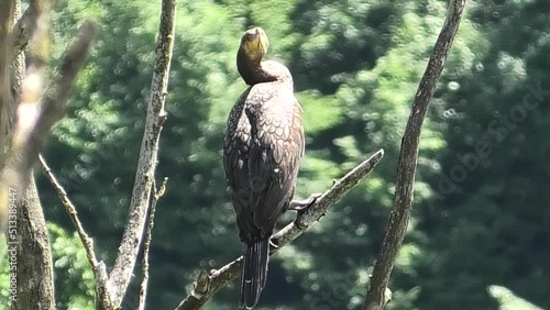 cormorano