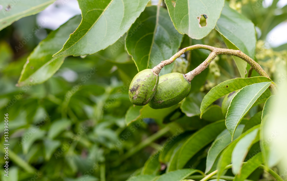 Close up shot of young spondias mombin or hog plum fruit on a branch with copy space Close up shot of young spondias mombin or hog plum fruit on a branch with copy space