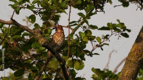 A song thrush (Turdus philomelos) fanatically singing in a tree photo