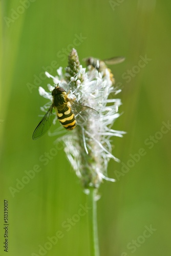 bee on a flower © venars.original