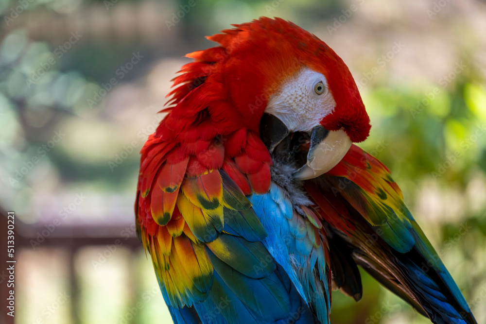 Obraz premium Ara Macao, scarlet macaw
