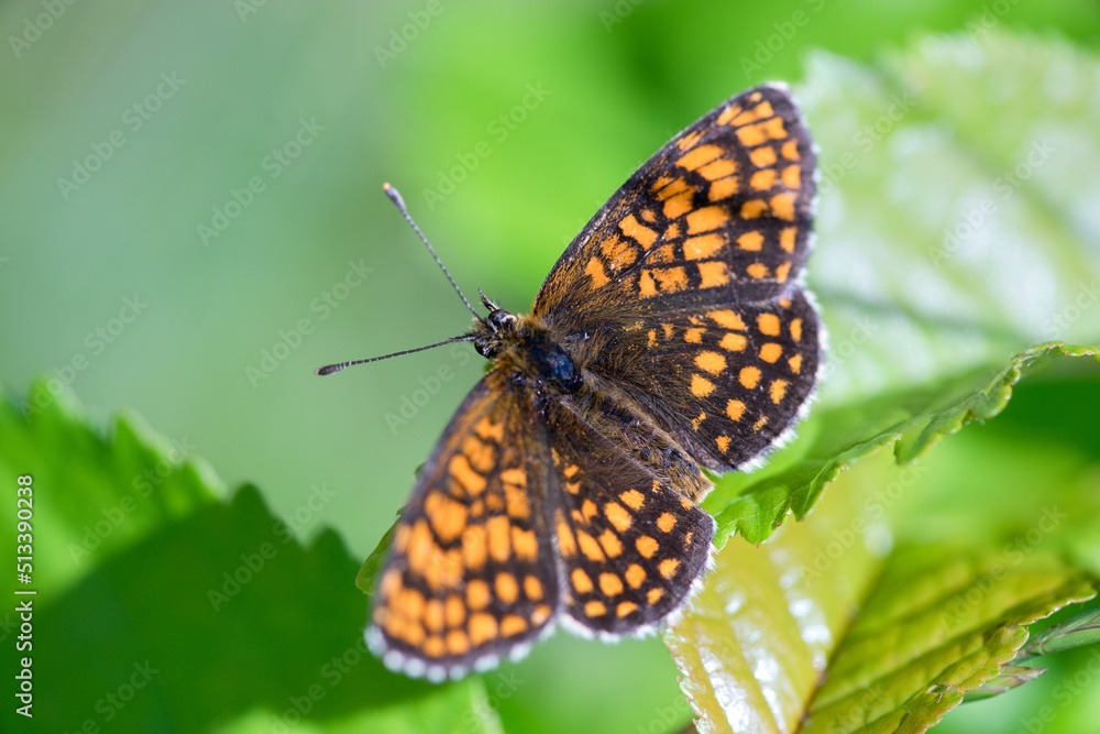 Fototapeta premium Colorful brown and white butterfly on a flower