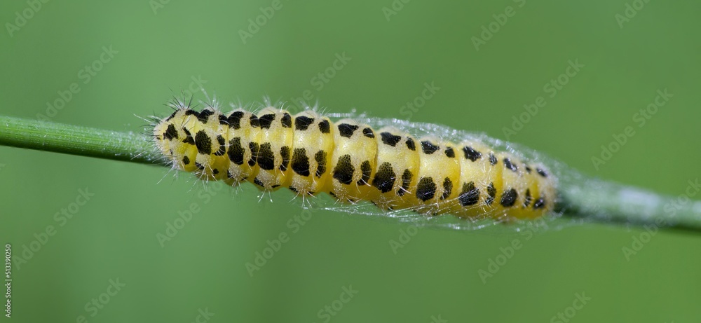 Yellow caterpillar with black dots of the butterfly Zygaena filipendulae. Yellow caterpillar with black dots of the butterfly Zygaena filipendulae.