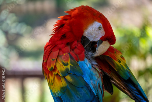 Ara Macao, scarlet macaw
