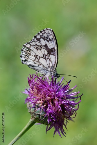 Wallpaper Mural Colorful brown and white butterfly on a flower
 Torontodigital.ca