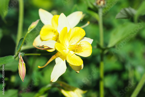 Fotobehang Yellow columbine flowers in full bloom in the garden