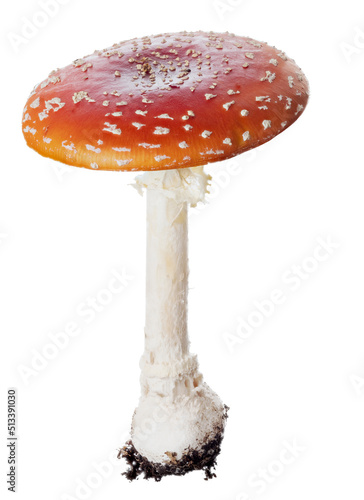 isolated poisonous red cup fly agaric mushroom