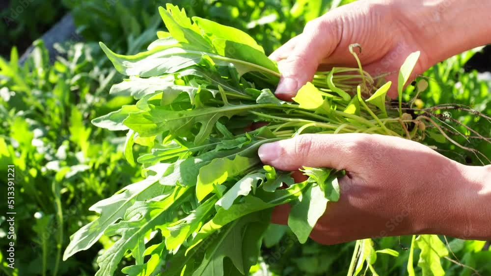 Italian arugula green leaves and micro greens harvested in garden. Woman hands collects bunch useful organic greens. Good harvest
