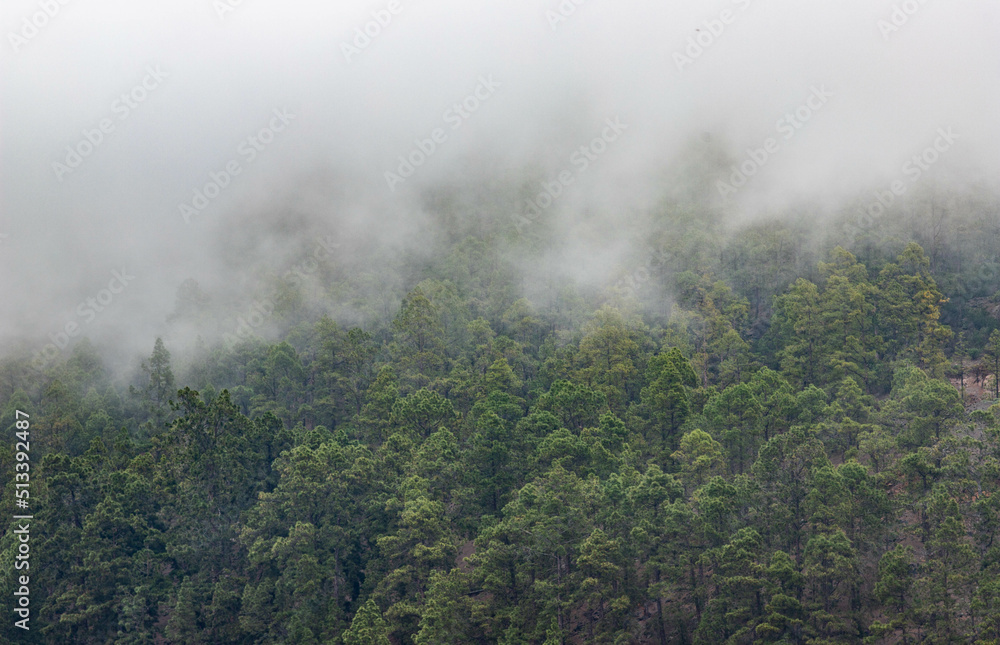 nature background misty pine trees nature background misty pine trees