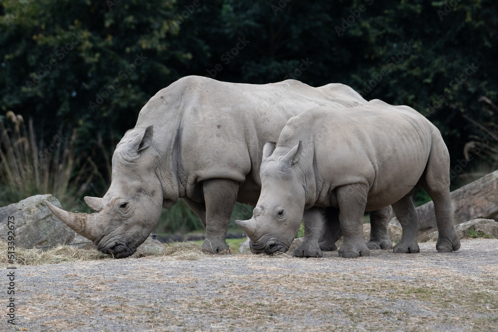 Mother and calf southern white rhinos (Ceratotherium simum) Mother and calf southern white rhinos (Ceratotherium simum)