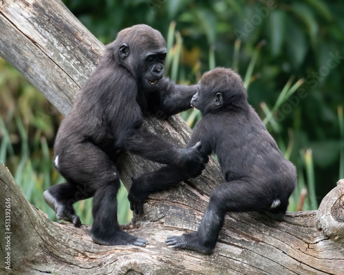Fototapeta Two baby western lowland gorillas playing