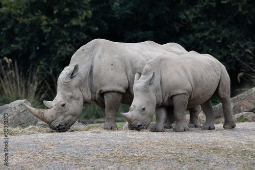 Mother and calf southern white rhinos (Ceratotherium simum)
