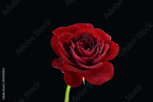 A beautiful red rose with drops of water. Isolated on a black background. Photographed up close.