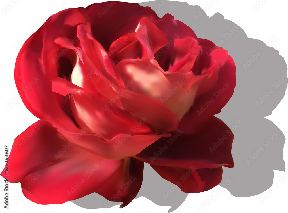 h single red rose bloom with grey shadow h single red rose bloom with grey shadow