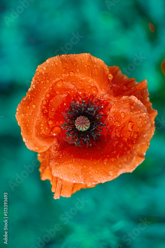 Wyizolowany kwiat maku w kroplach wody photo
