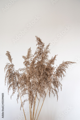 dried flowers, pompous grass on a white background