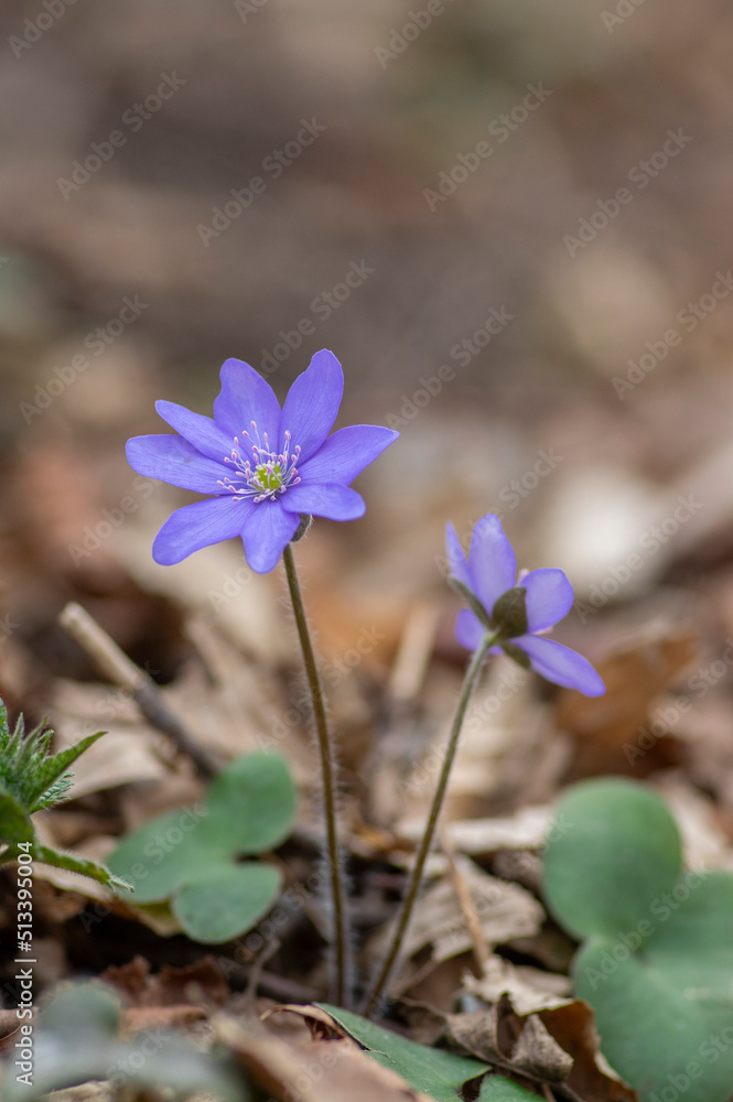 Anemone hepatica common liverwort kidneywort flowers in bloom, early springtime flowering blue purple forest plant Anemone hepatica common liverwort kidneywort flowers in bloom, early springtime flowering blue purple forest plant