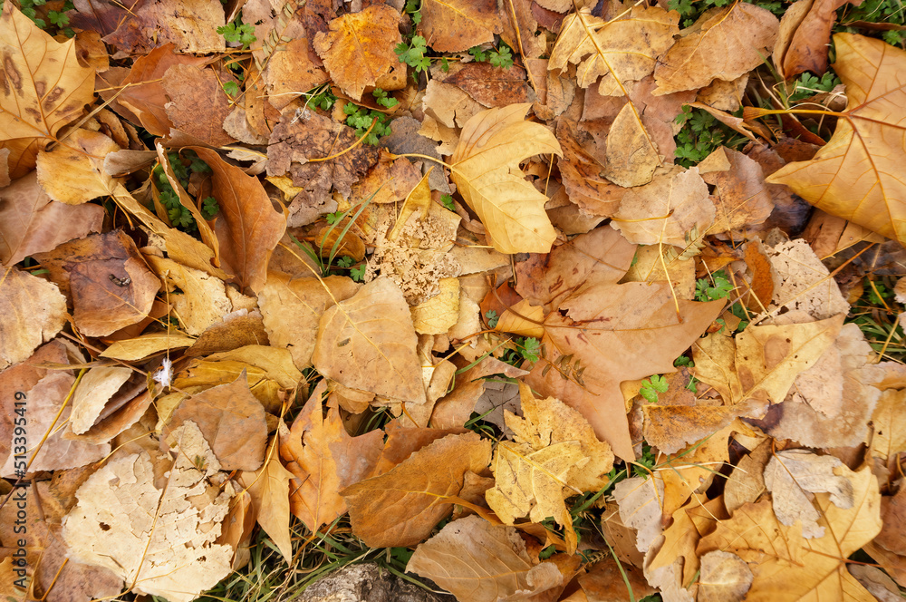 Obraz premium autumn background with dry leaves on the ground seen from above