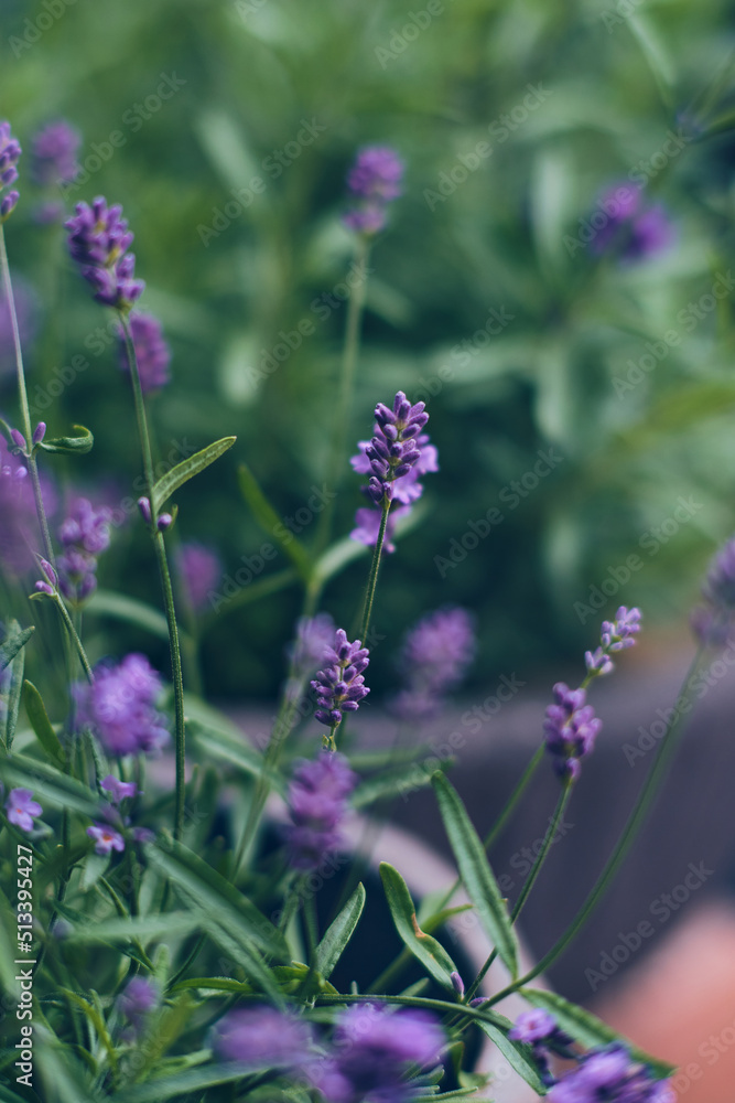 Lavender blossoms with shallow depth of field. High quality photo Lavender blossoms with shallow depth of field. High quality photo