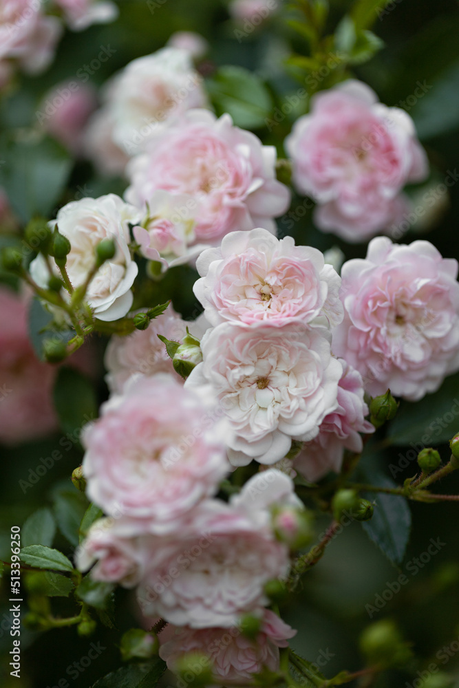 small terry flowers of the bush Growing roses in the garden.  Blooming Roses on the Bush.  