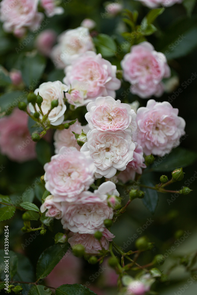 small terry flowers of the bush Growing roses in the garden. Blooming Roses on the Bush. small terry flowers of the bush Growing roses in the garden. Blooming Roses on the Bush.