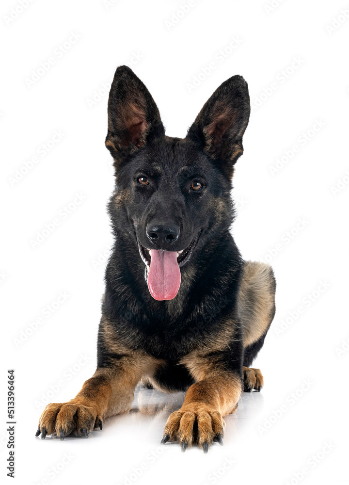 young german shepherd young german shepherd