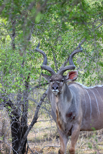 Kudu bull  Kruger National Park  South Africa