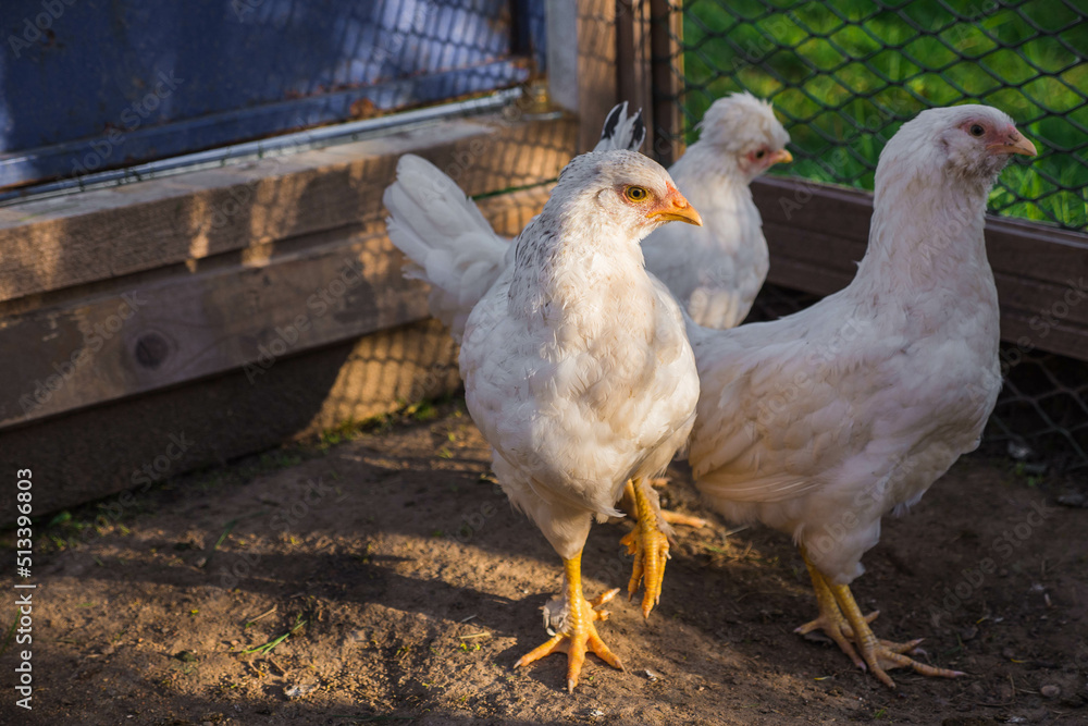 young chickens walk in paddock on rural countryside. Poultry farming and home farm. Organic antibiotic hormone free farming poultry Concept young chickens walk in paddock on rural countryside. Poultry farming and home farm. Organic antibiotic hormone free farming poultry Concept