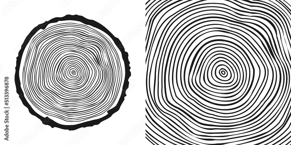 Round tree trunk cut, sawn pine or oak slice. Saw cut timber, wood