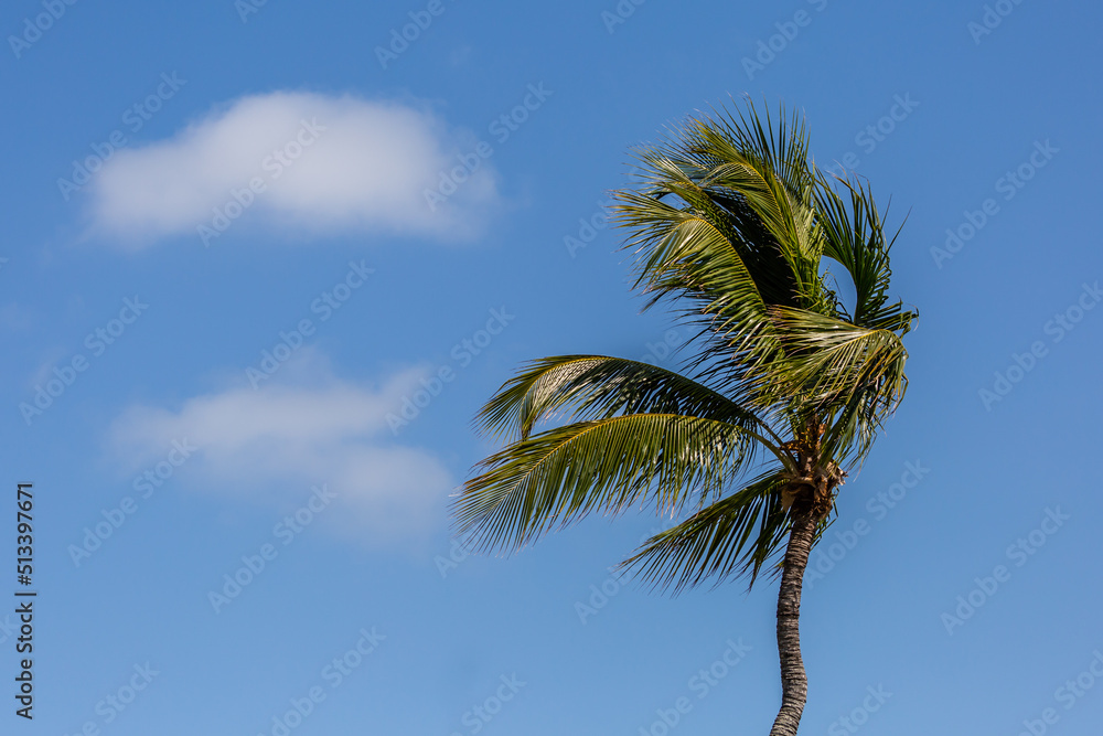 Obraz premium palm tree against sky