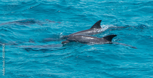 Dolphins swimming in the open water in the red sea in Egypt