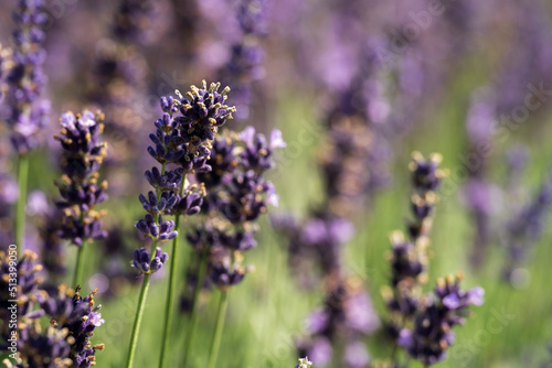 Close up of live plants in a home garden on a sunny day