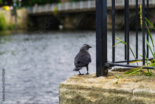 crow on the dock photo