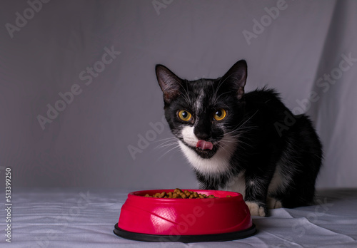 Gato frajola preto e branco com olhos amarelos isolado ao lado de pote de ração vermelho photo