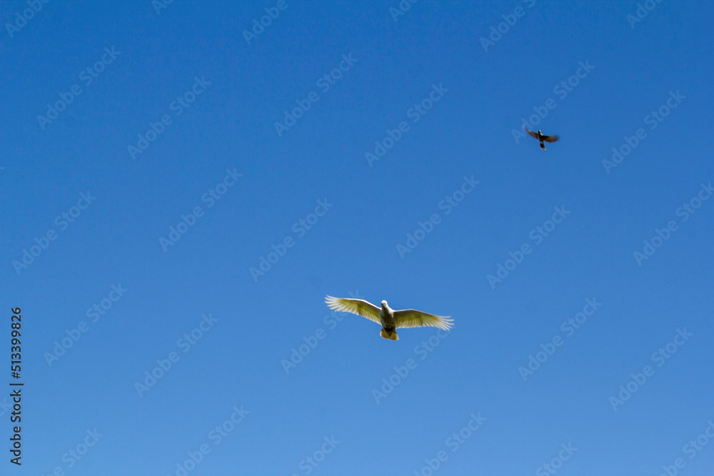 Birds flying in the sky